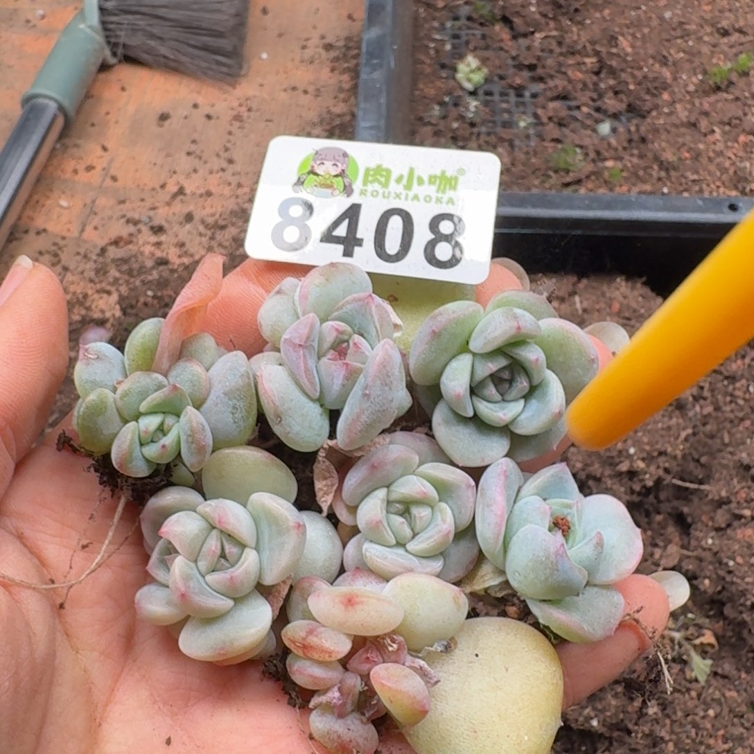多肉植物多肉植物