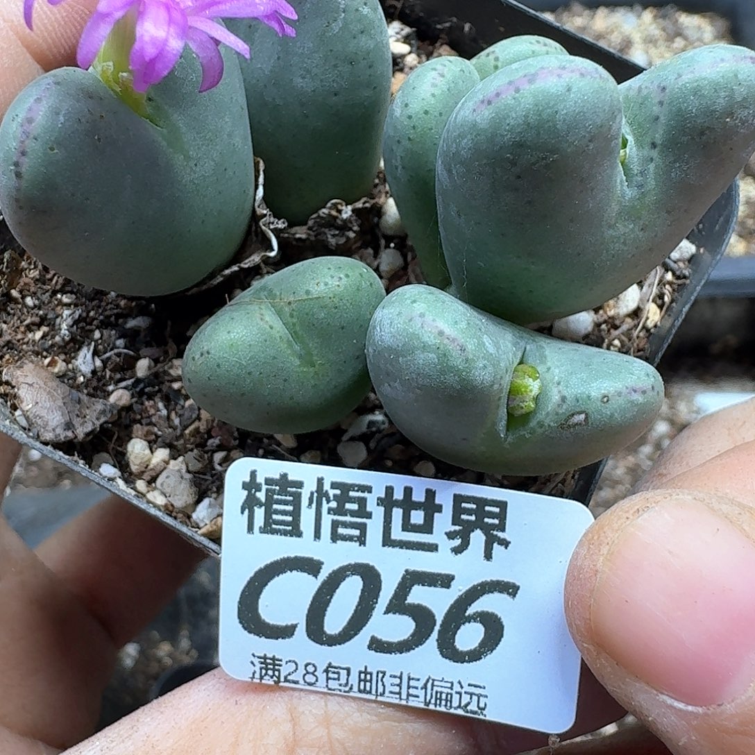 多肉植物的人生fgb