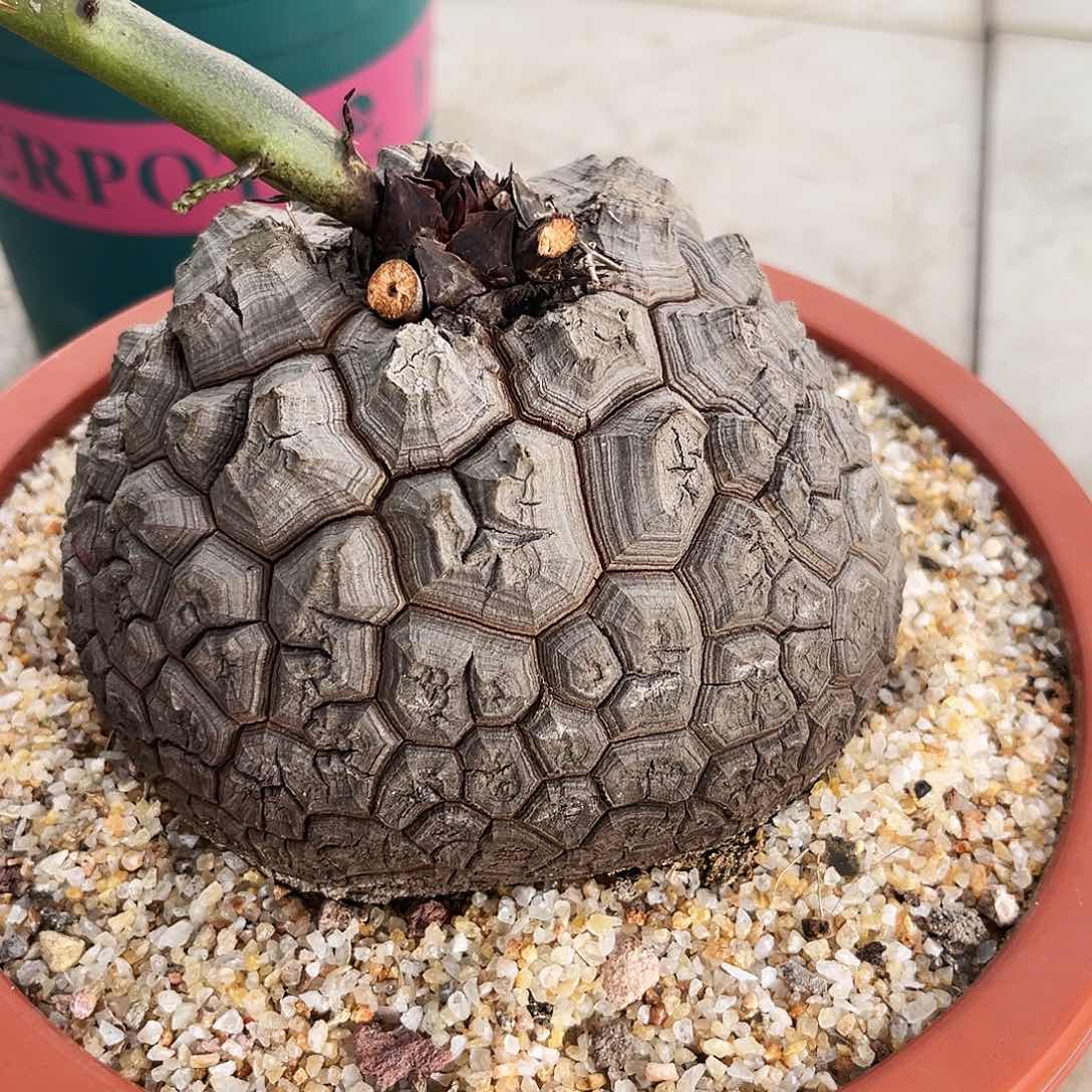 @**六潮流植物优选南非龟