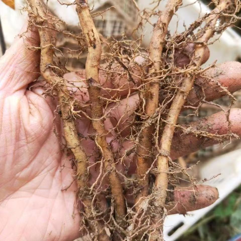正宗艾苗蕲艾盆栽驱蚊大叶艾草植物艾根新鲜