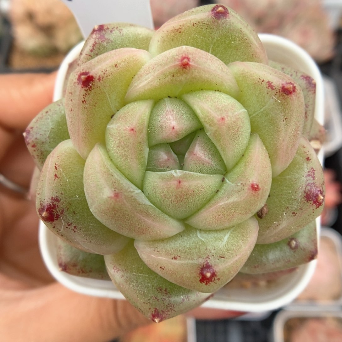 珍妮麦秆可拍347号。 