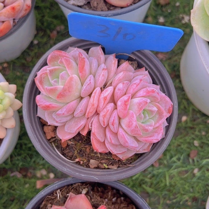 健健康康平平安安