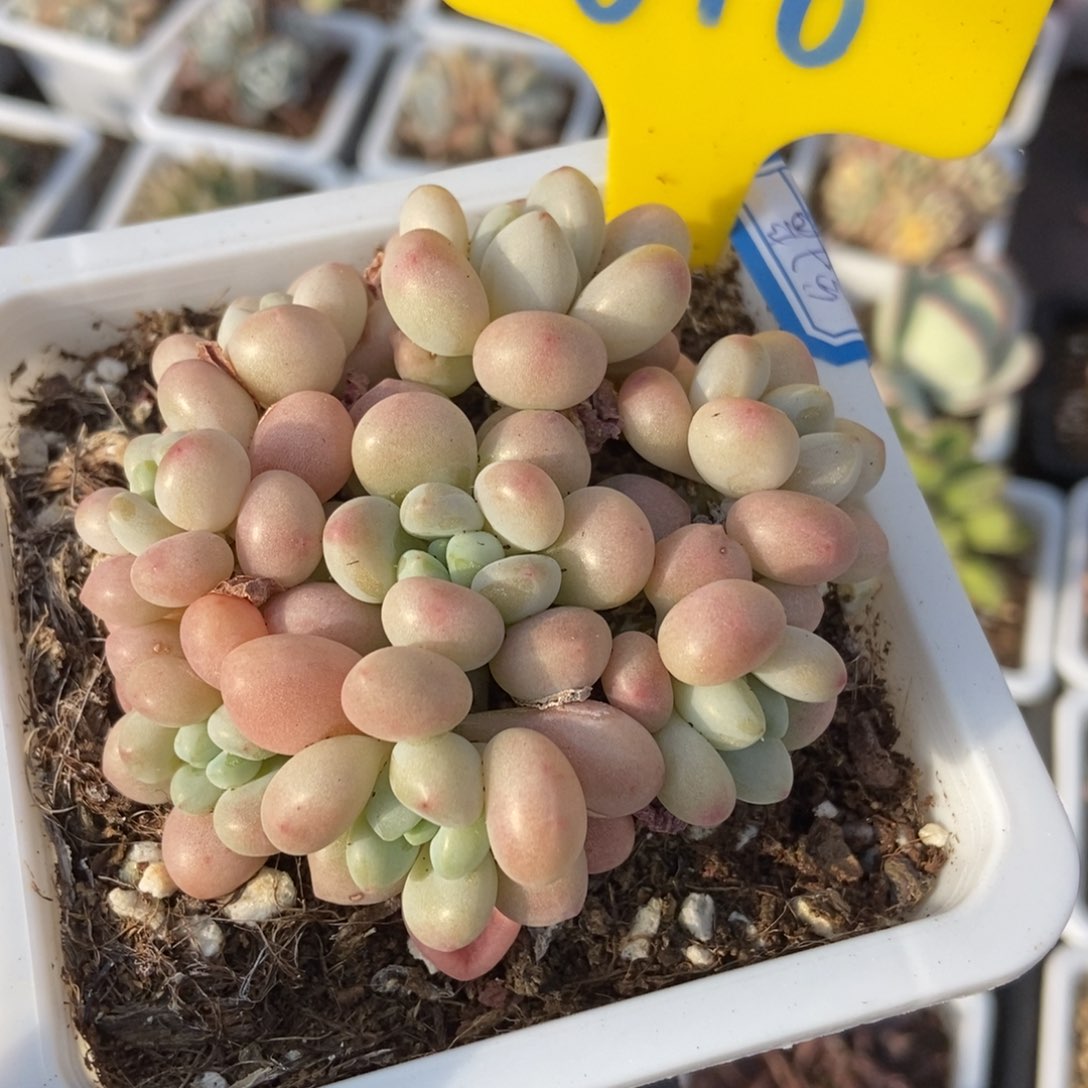 616洛可可多肉植物保护