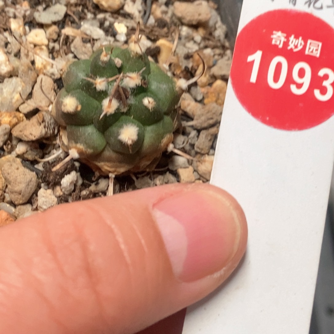 实生老娇丽 2.3cm侧面有疤