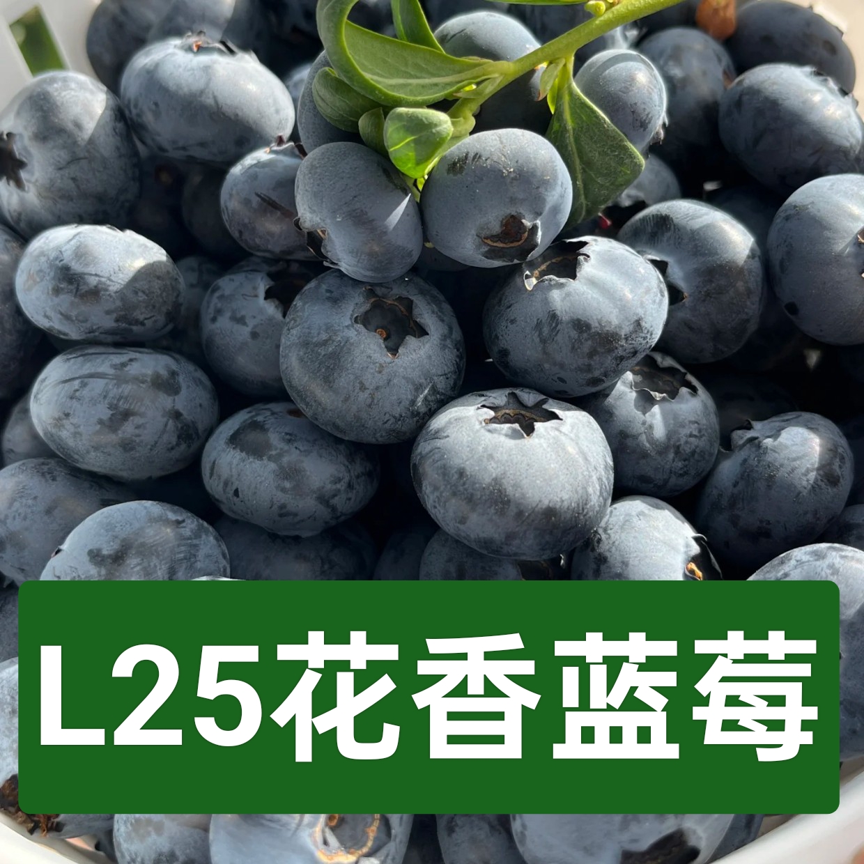 花香蓝莓F6盆栽苗阳台地栽