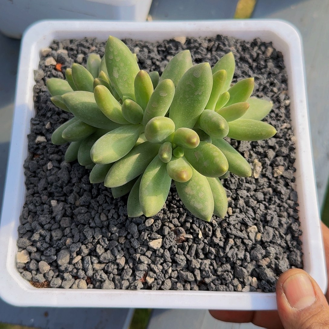 蓝眼睛一颗竞拍价格