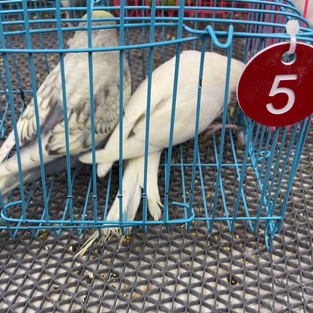 ༺***༻虎皮鹦鹉虎皮鹦鹉