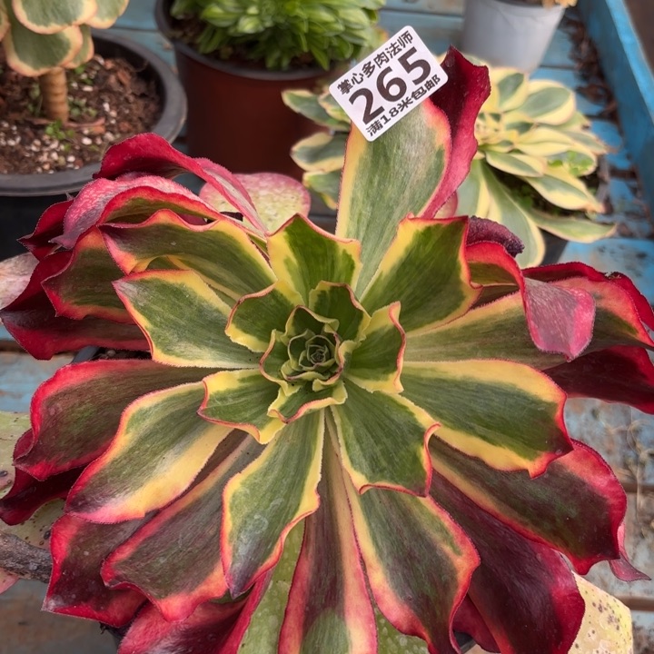 265魅影掌心多肉法师锦，我