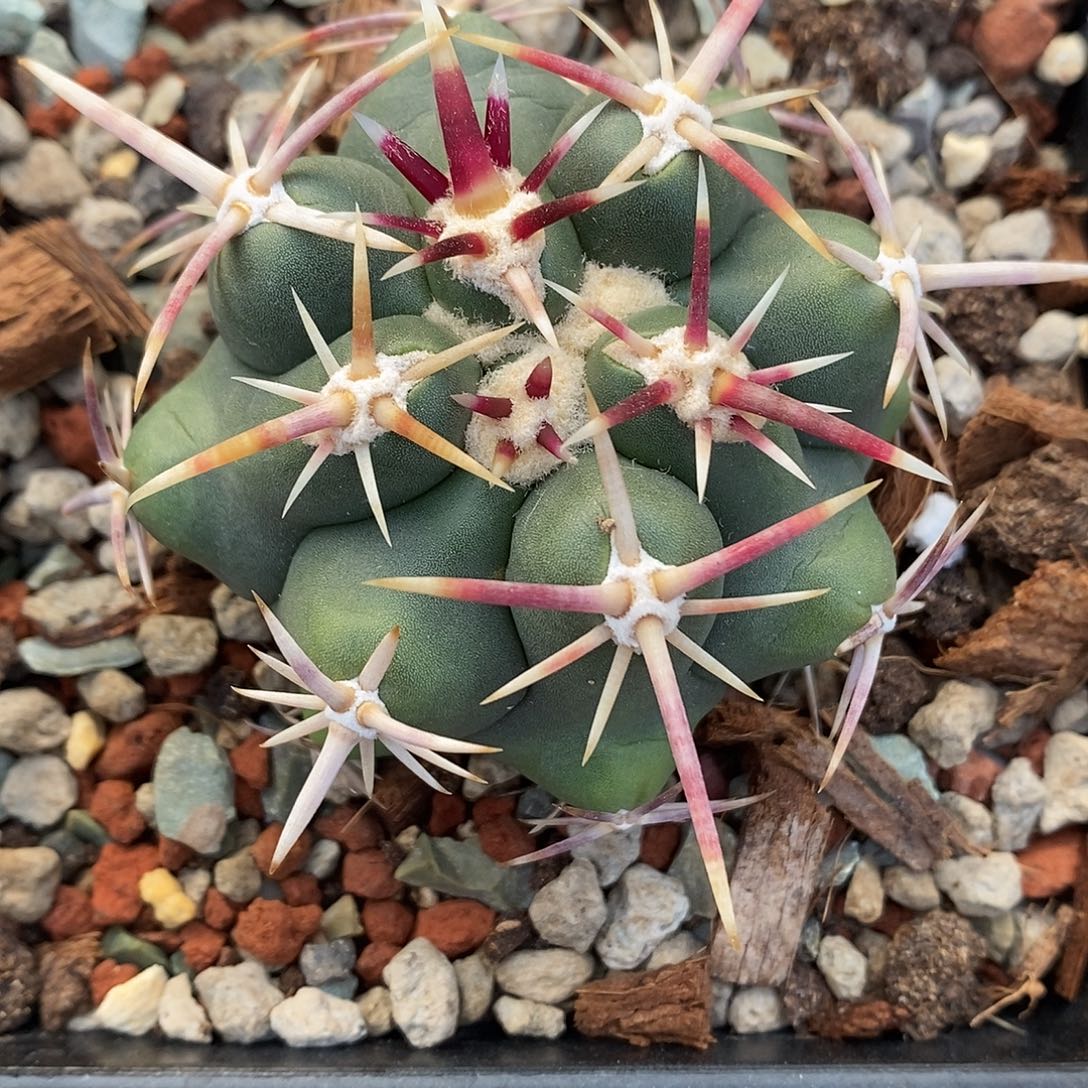 实生  大红鹰6.3公分左右一物一拍