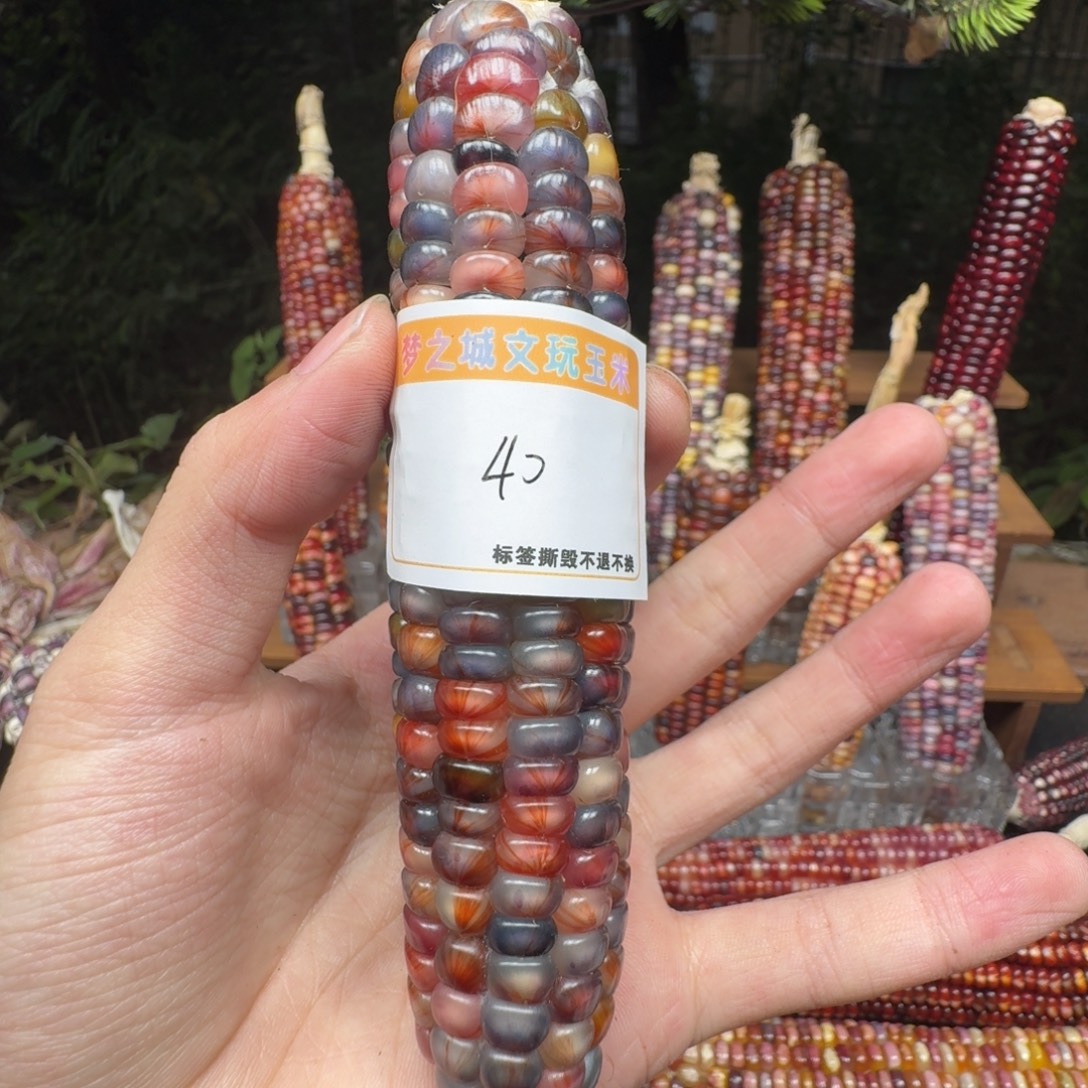 痞***宝大叶紫檀（黑酸枝木类）