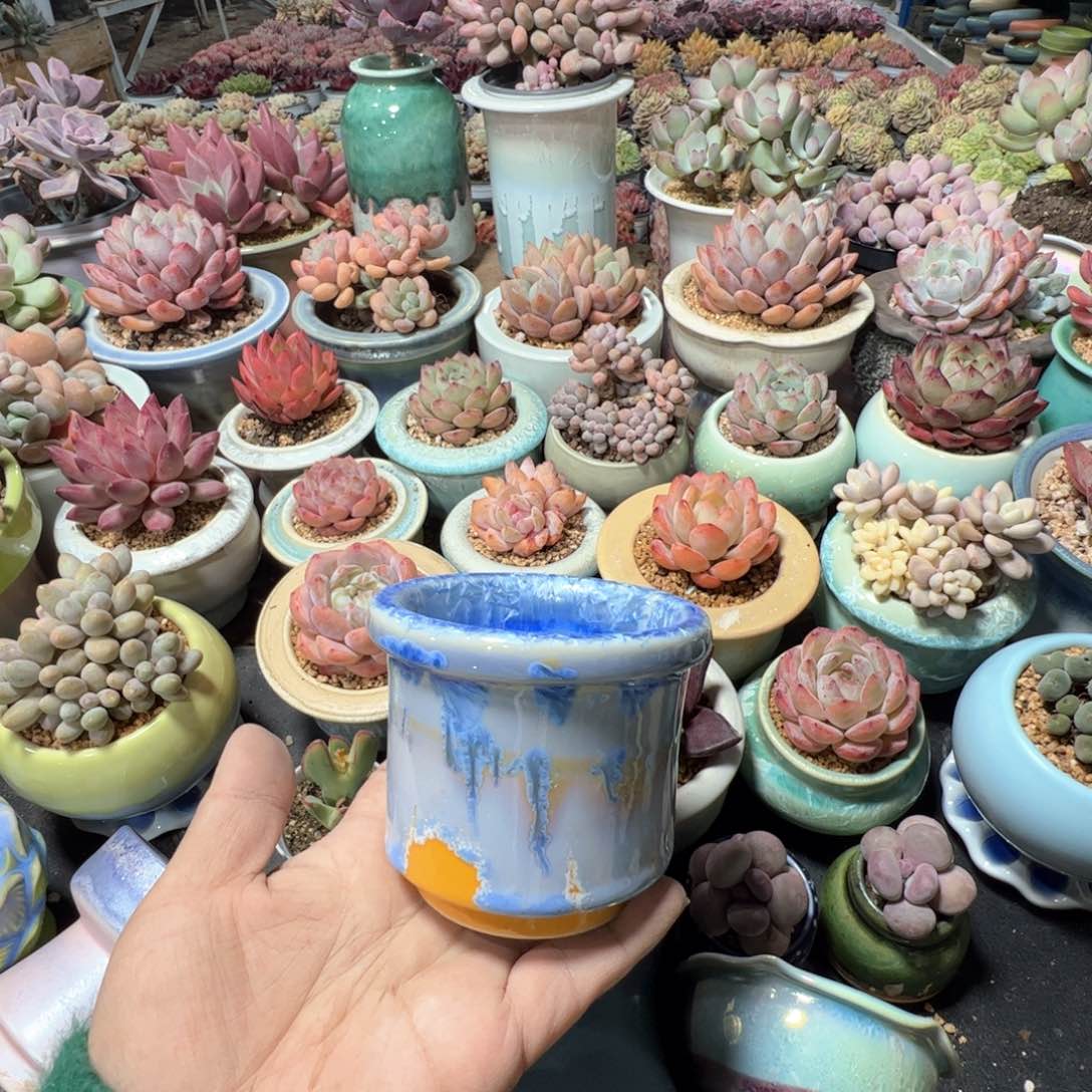 凑满50发货 内口8