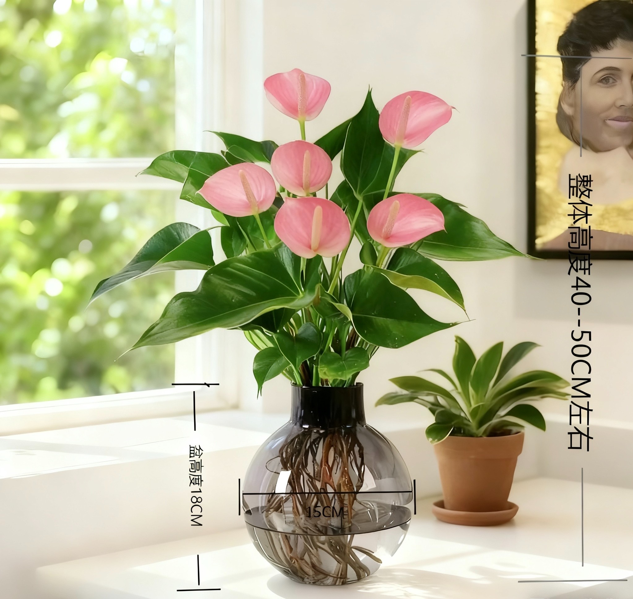 粉皇冠【水培粉掌】3-5朵花小灯泡瓶室内好养四季开花净化空气