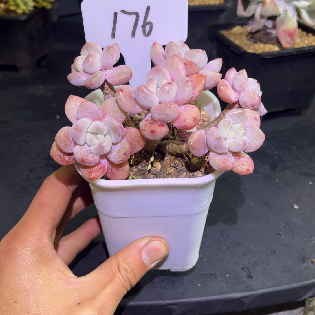 176 小曹年度一物一拍