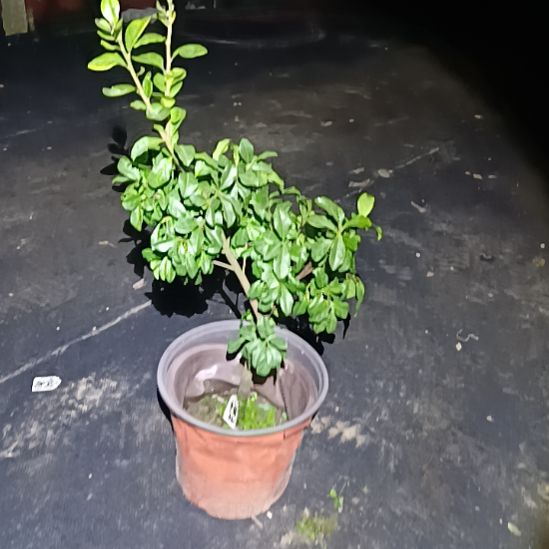 无花朵金弹子盆景园长证
