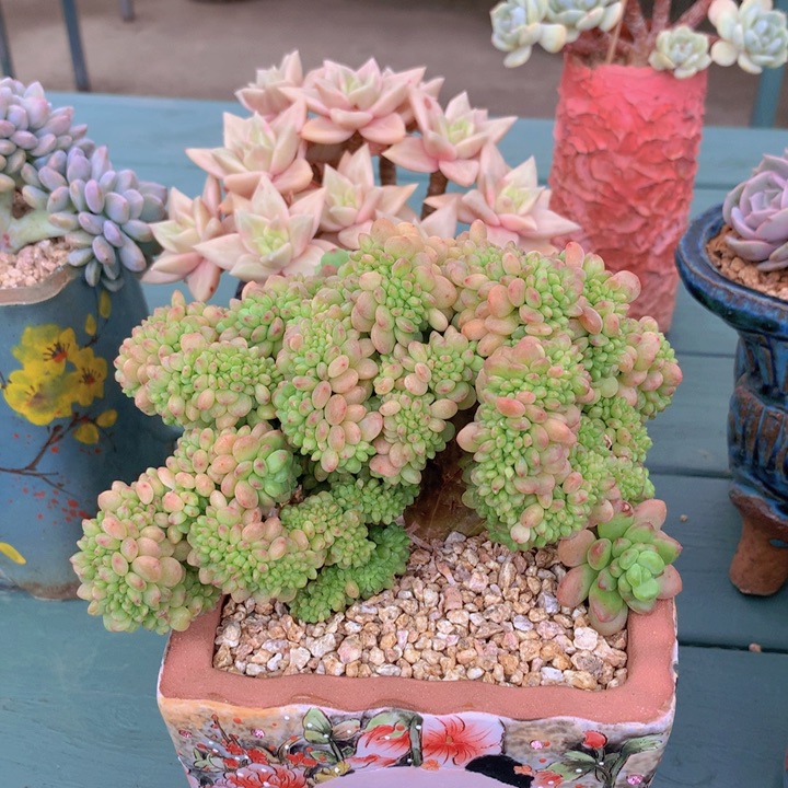 香格里拉自然小树无砍