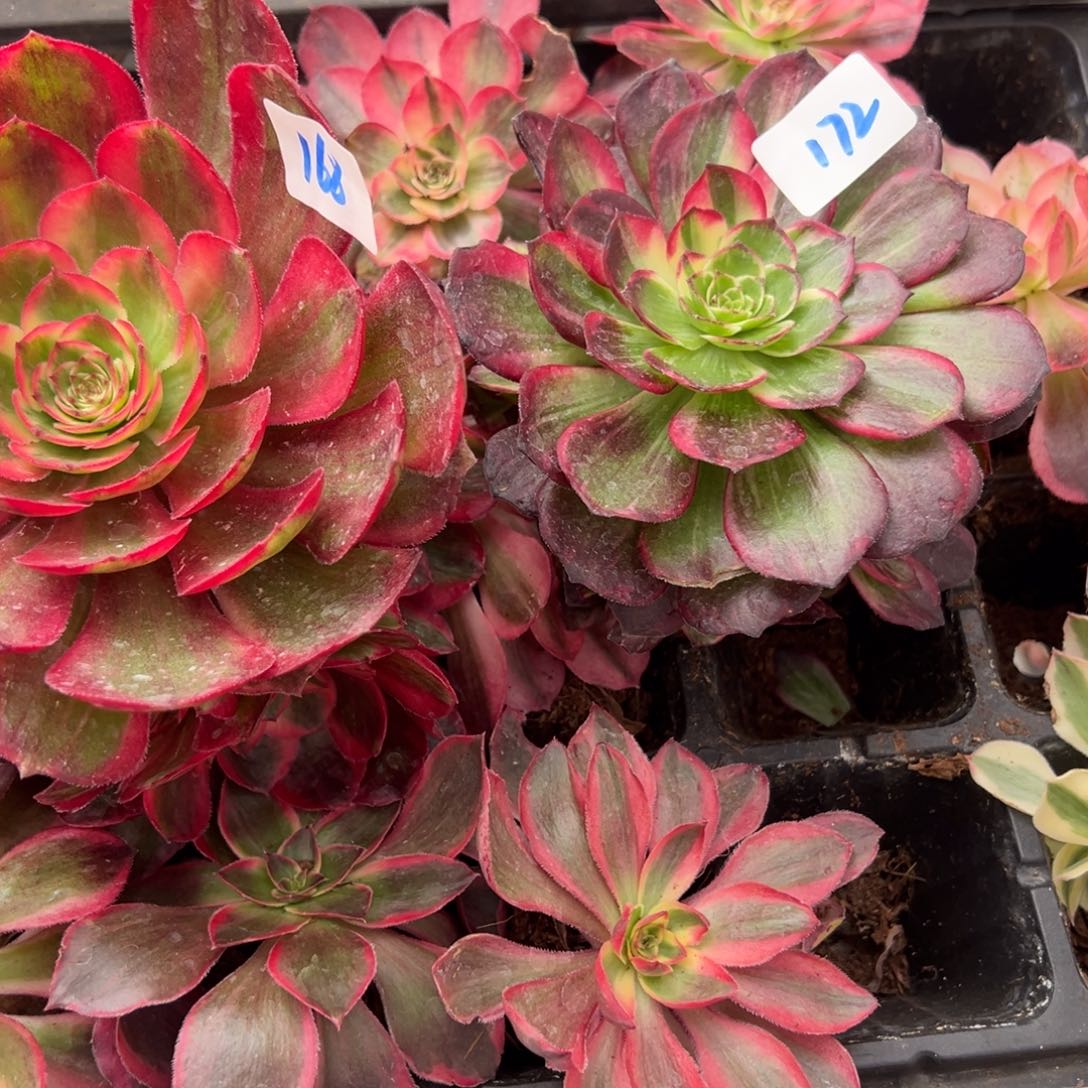 S***u172 173红猫魔丸多肉多肉多肉