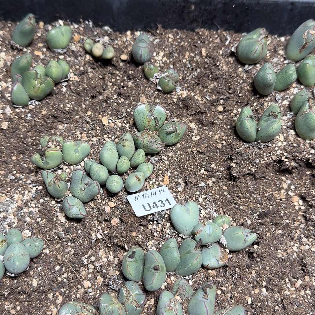 431号多肉植物哇cv