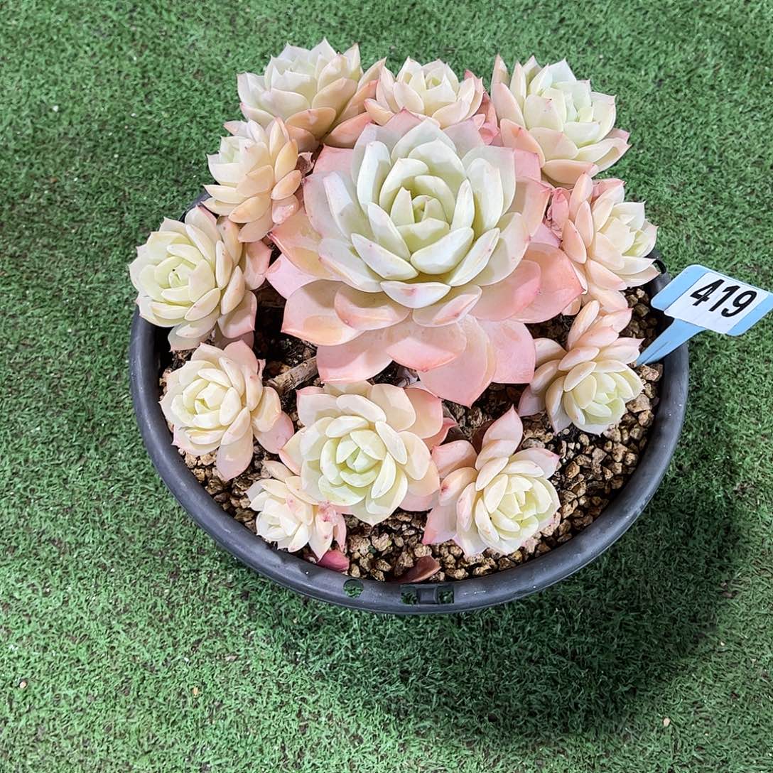 艾***缘恋曲多肉植物保护