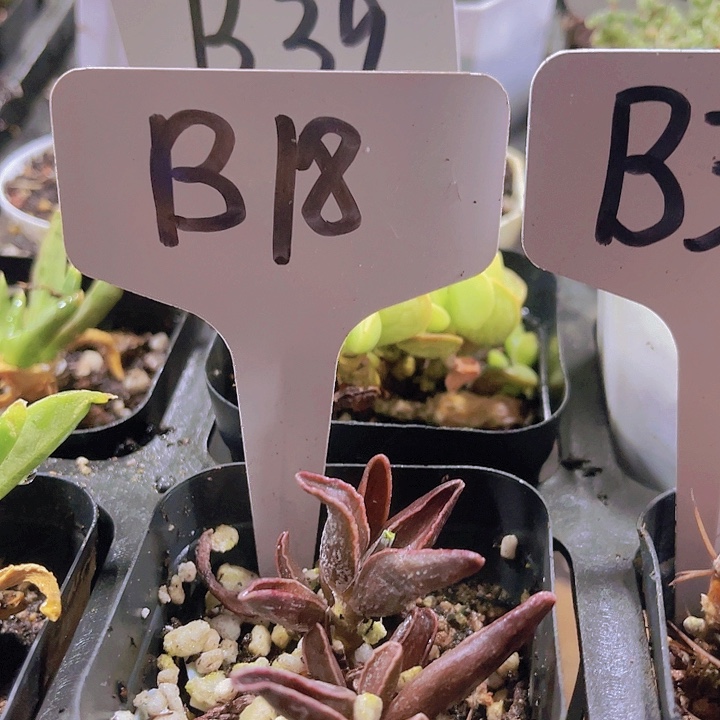 精品B18号带盆土发