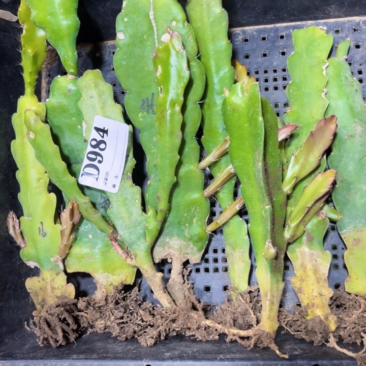 当前无花栽培后可以开花984