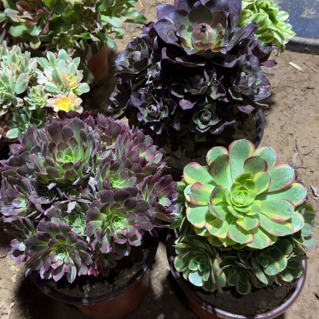 安娜魅金奶白19.8