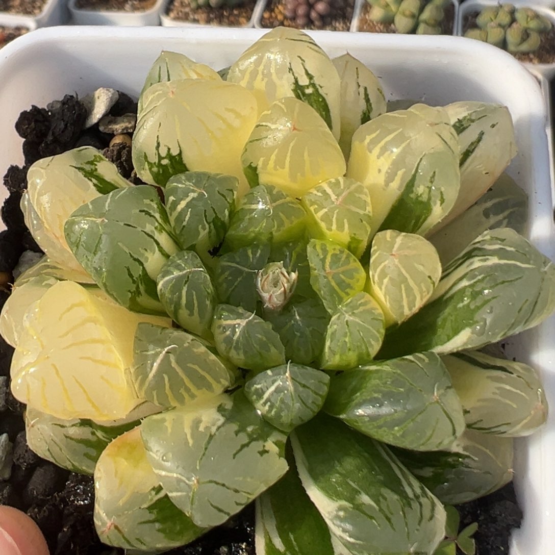 92多肉植物百科知识