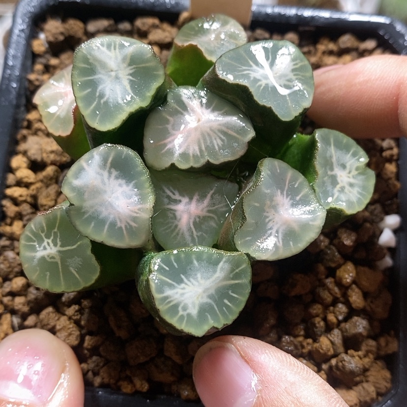 【闪购商品】38山之翠