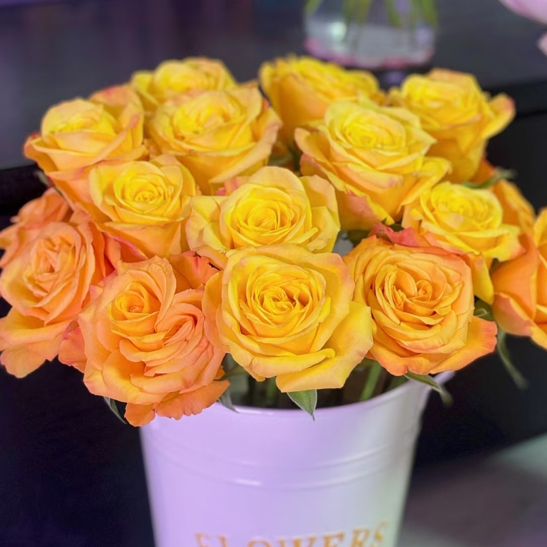 【3颗包邮】蜂蜜布丁月季迪瑞特灌木黄色切花玫瑰直立抗病勤花多季