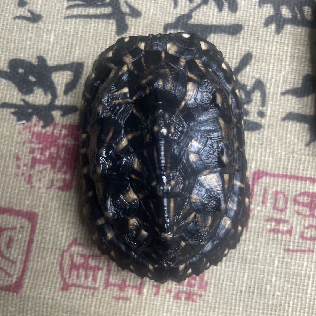 一物一拍请勿乱拍手把件龟甲必拍福利款富甲天下