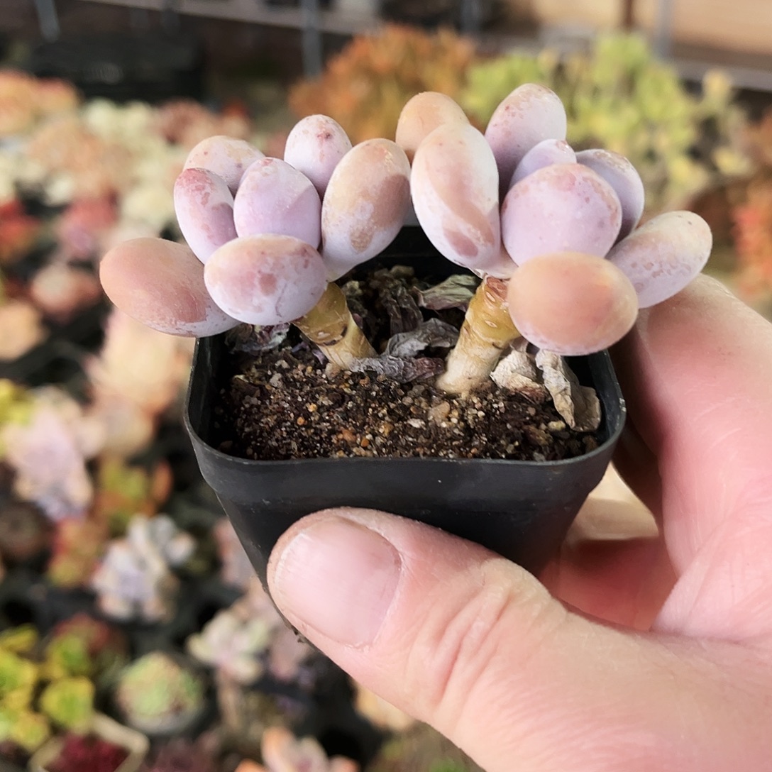 *****92多肉植物提取萃取剂中