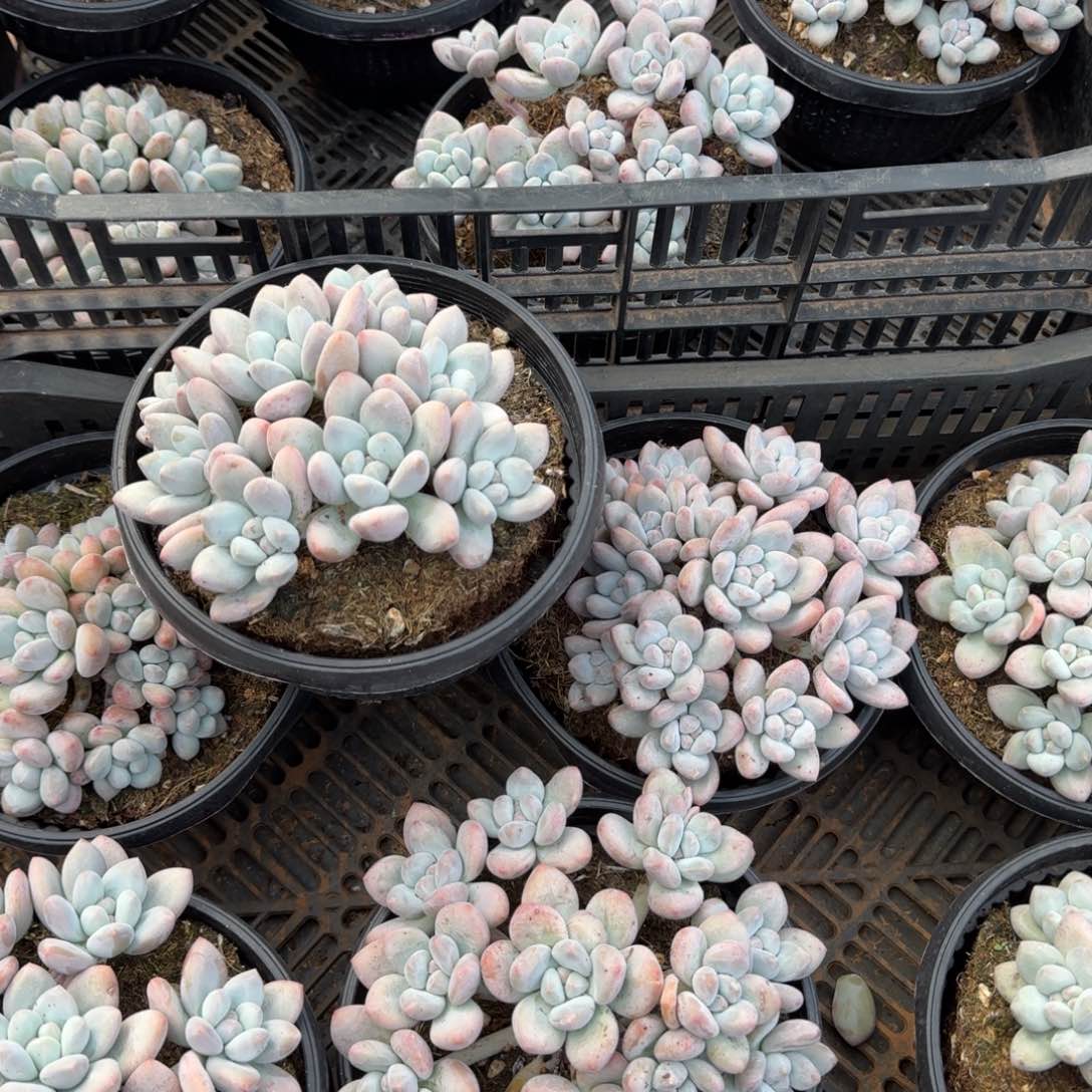 无花朵香水群