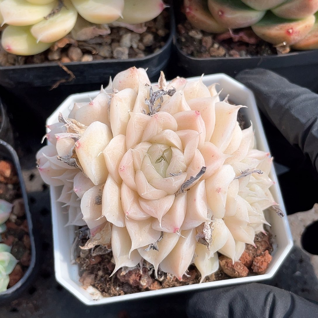 优选女王福利721