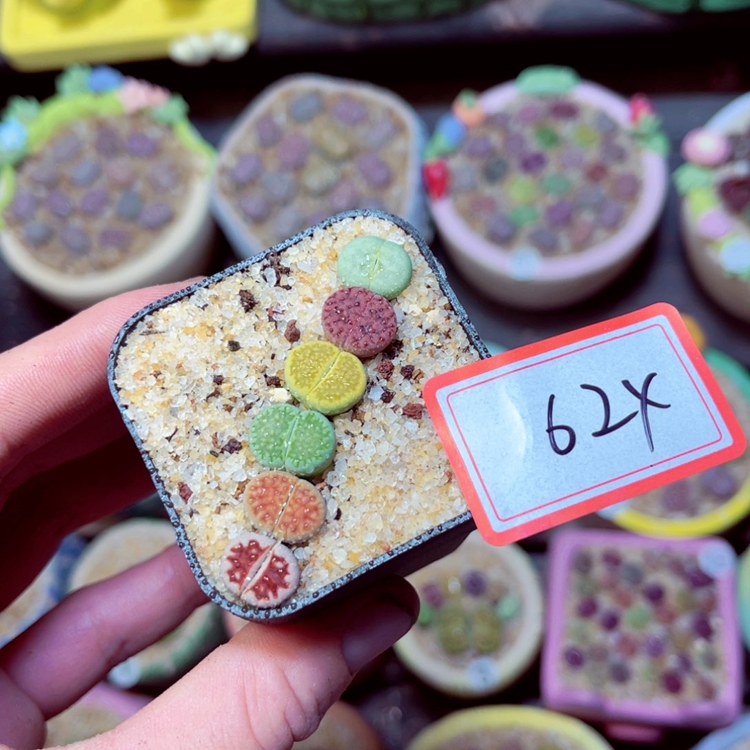 624生石花带盆发1