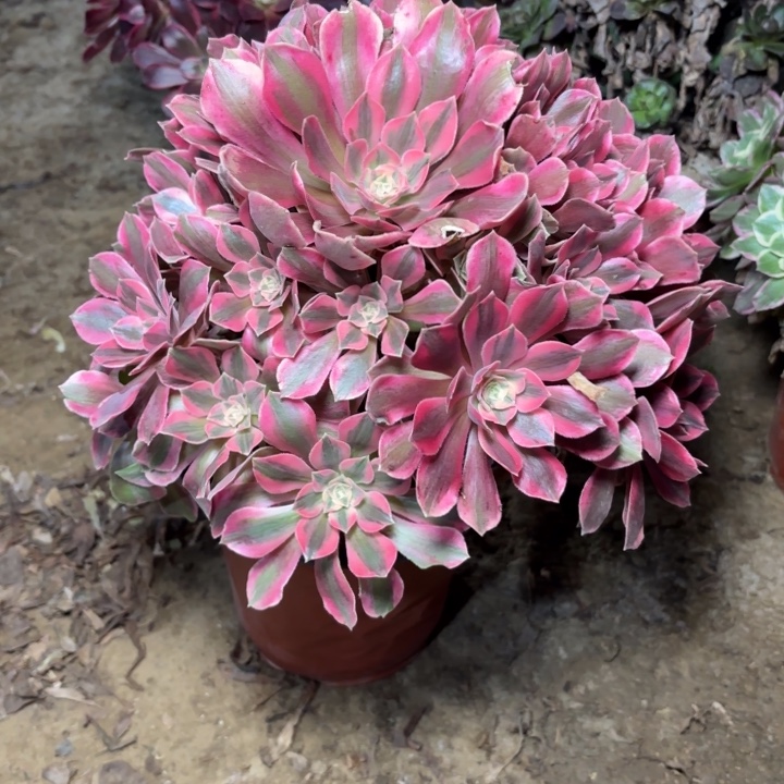 多肉植物法师女神5