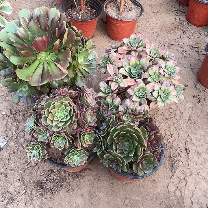 990多肉植物瑕疵特价，