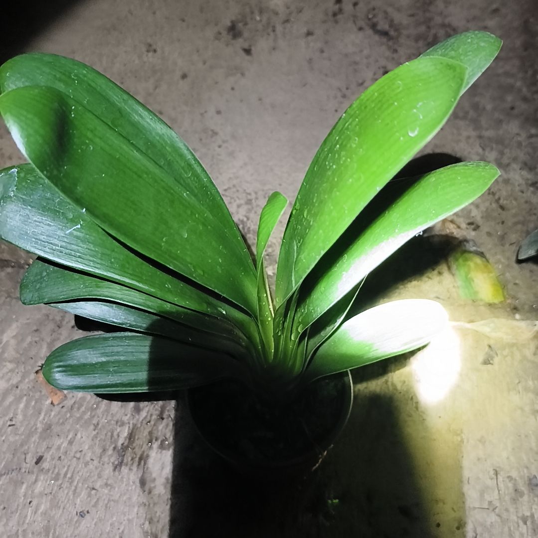 隐***尘完全开放黑蝶*黑魁大苗一颗特惠