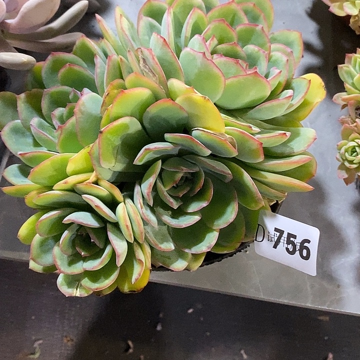 是***呀756晨露多肉植物多肉