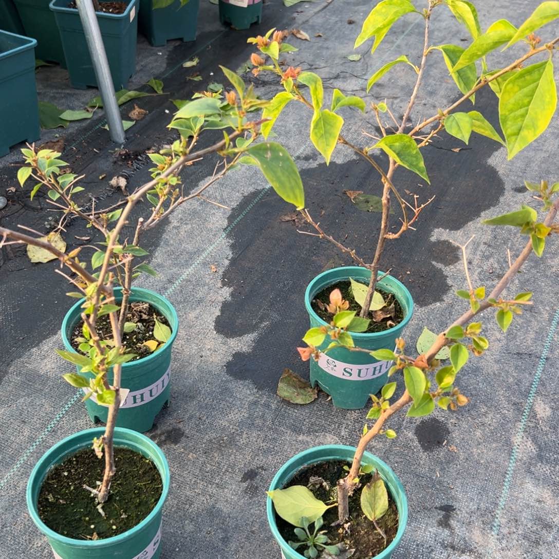 无花朵【橙粉公主一棵】随机发货福利款不售后