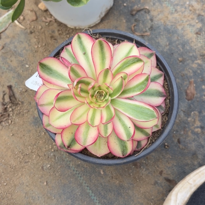 倾城多肉法师2448