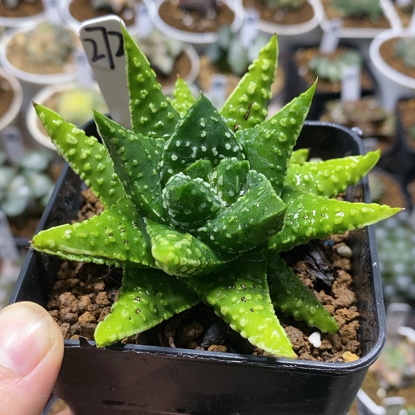 【闪购商品】272实生