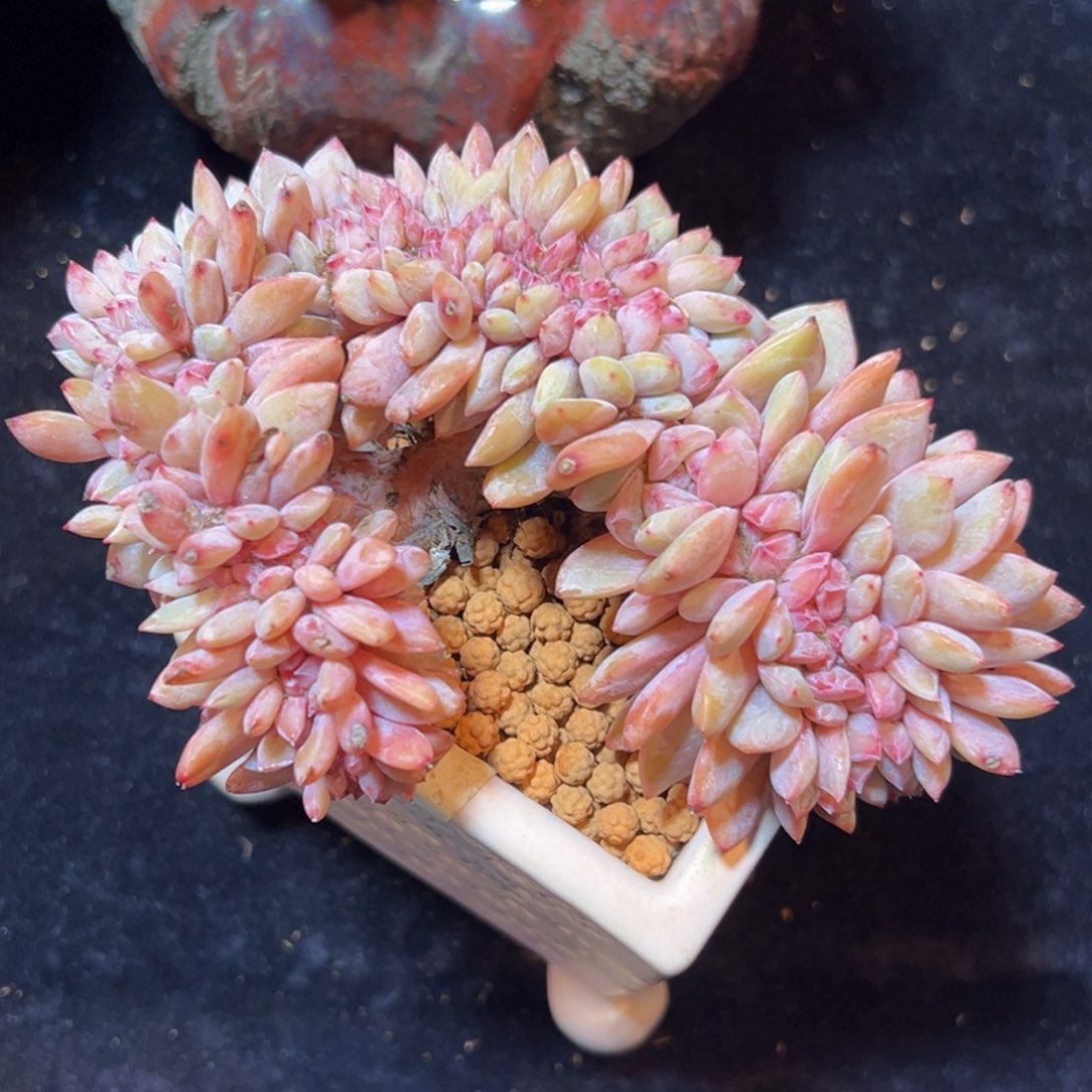 新年快乐 新年快乐