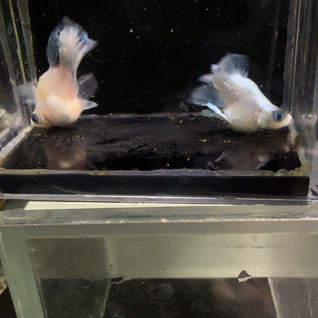 青鳉鱼一物一拍524