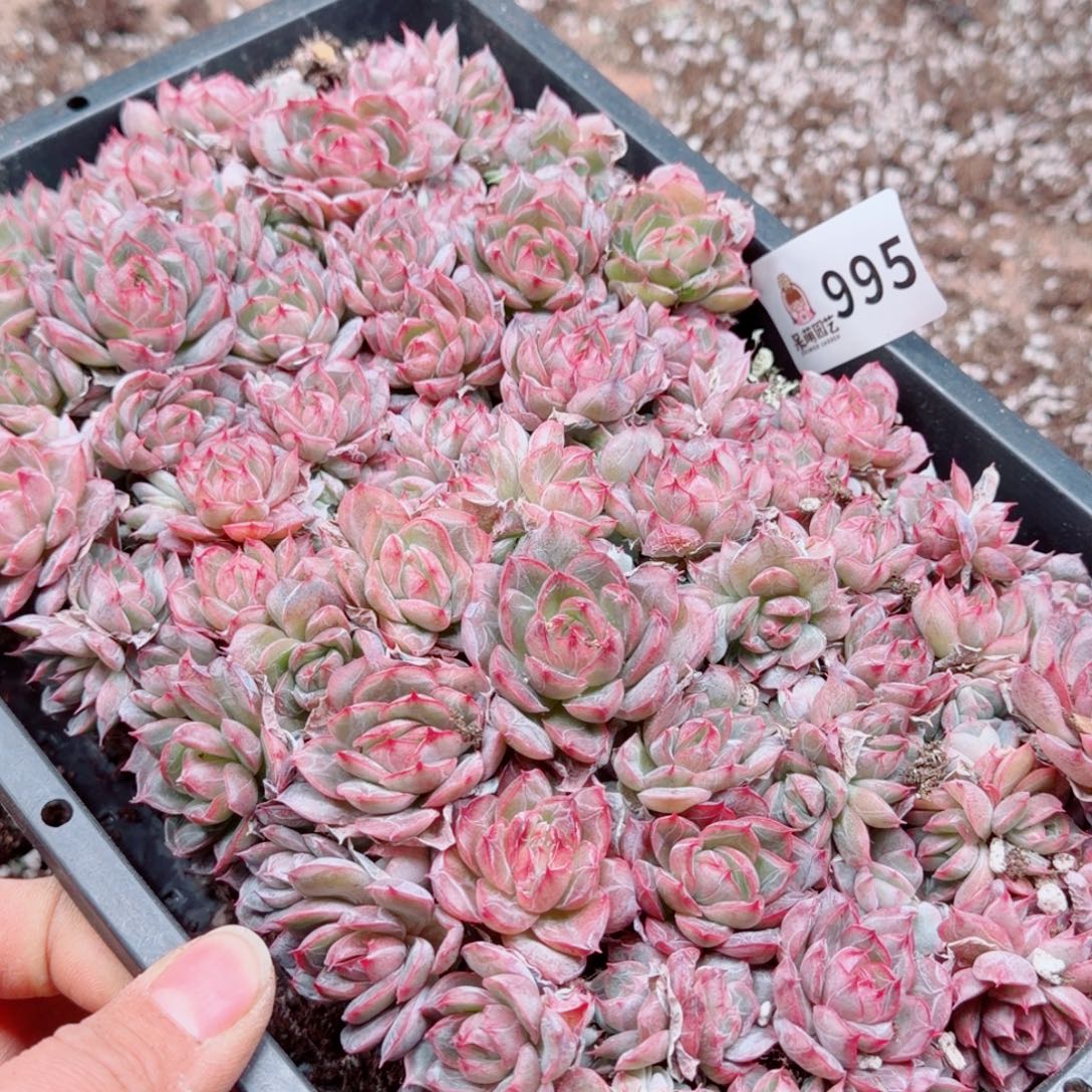 芽***呀多肉植物多肉植物