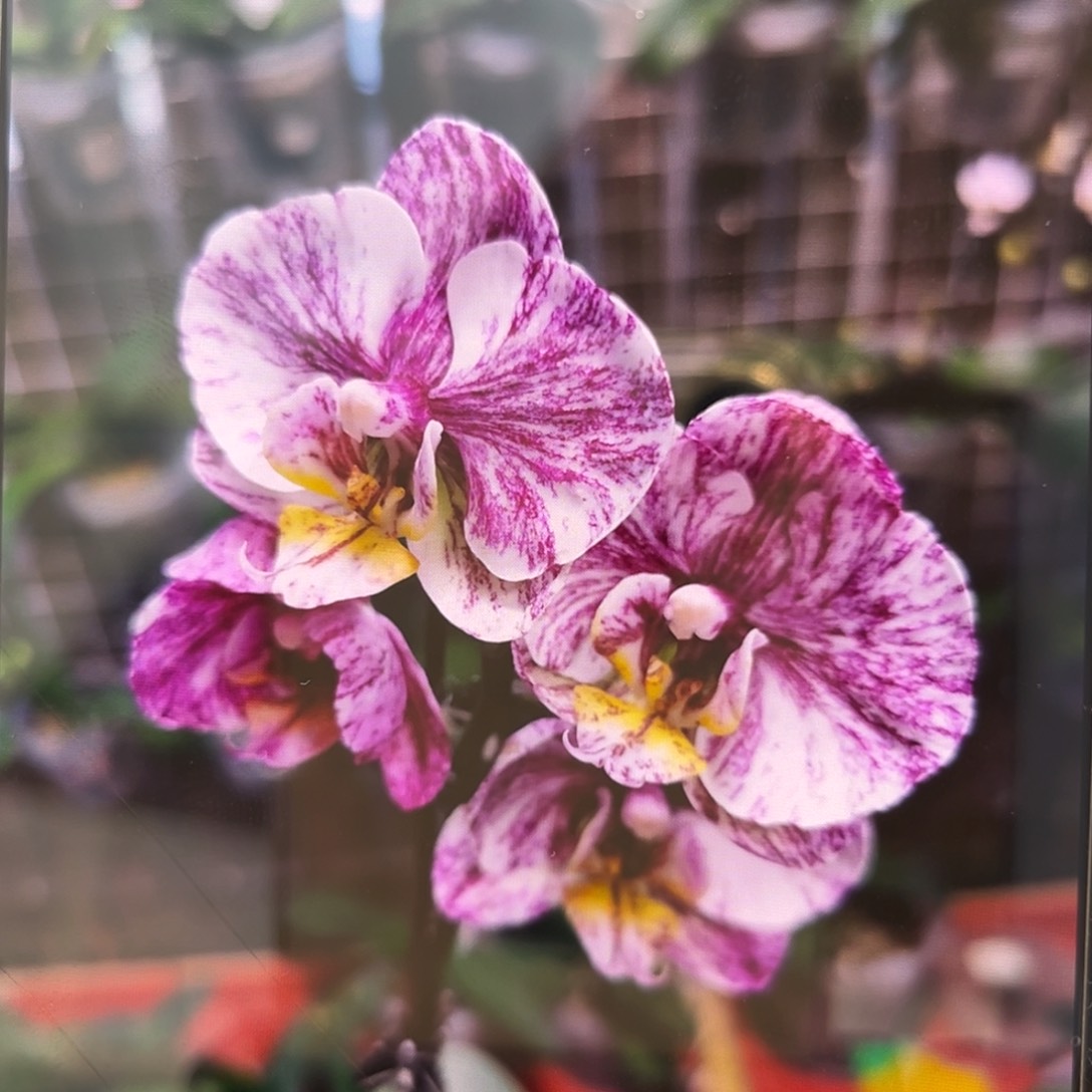 无花朵2.5寸大理石巧克力苗