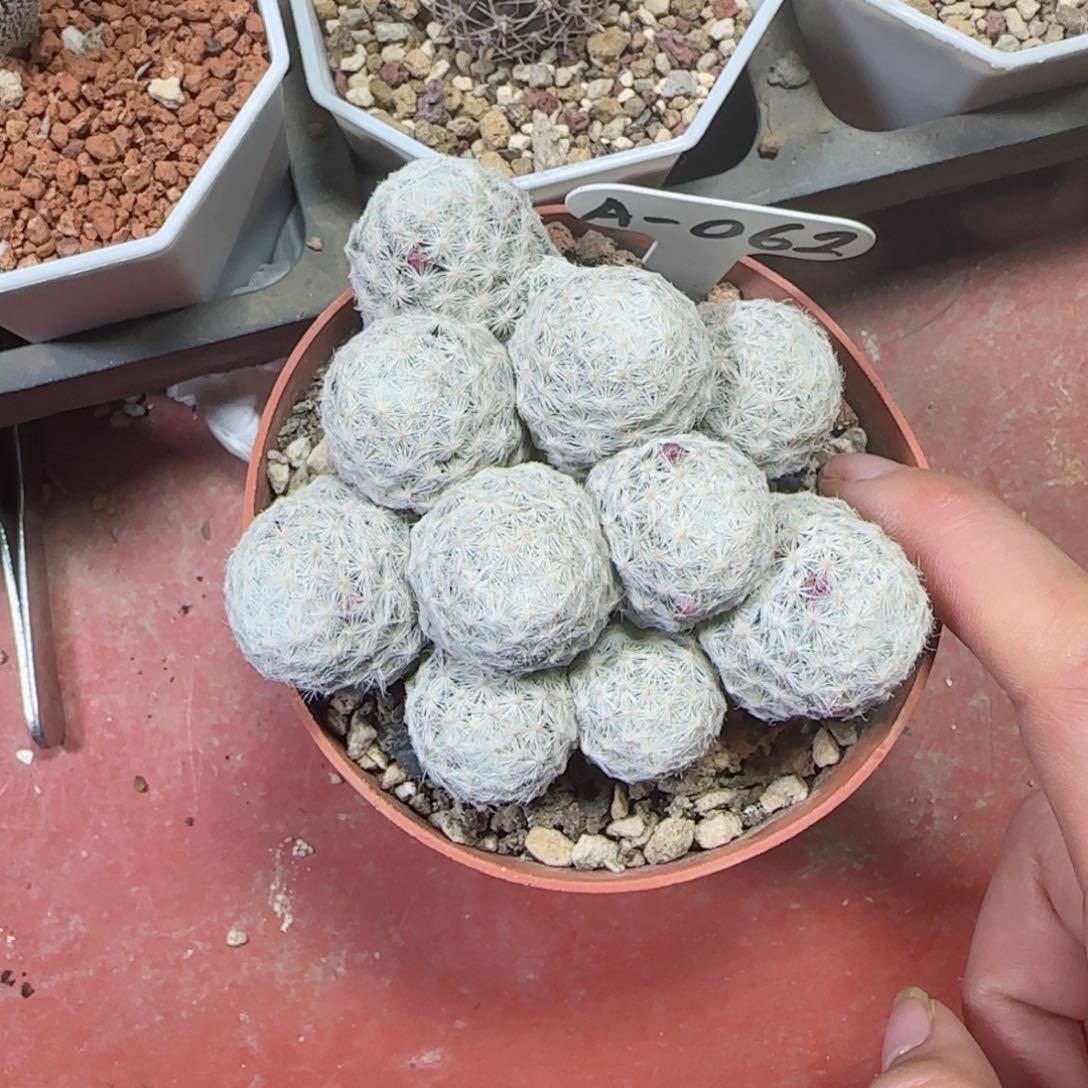 萝卜根姬春星多肉