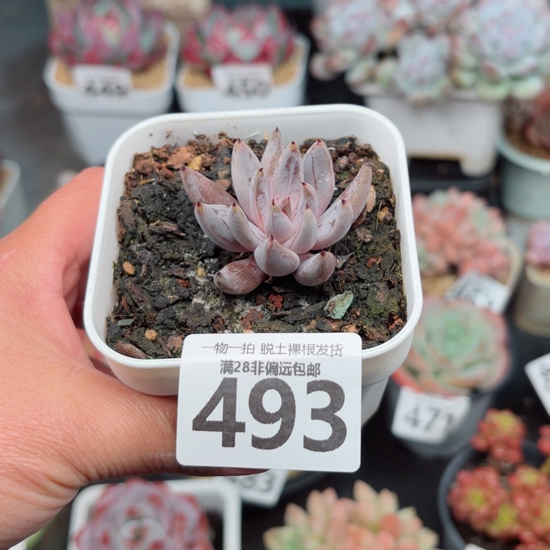 墨魔爪单头无盆土发货