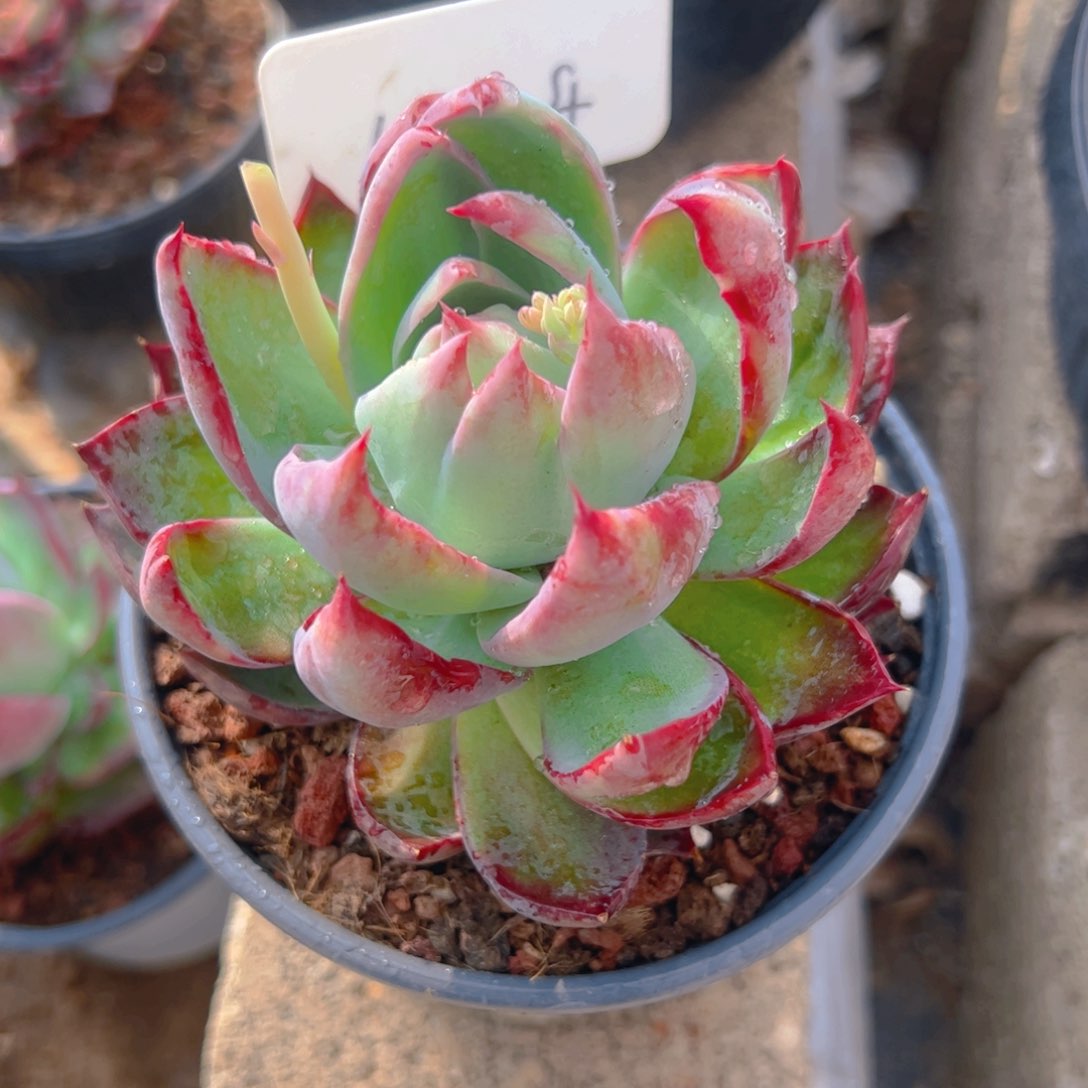 惊鸿仙子福利1224号