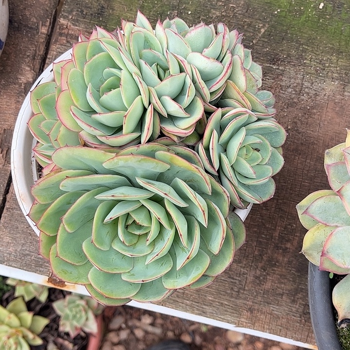 心***牡丹亭，一物一拍。