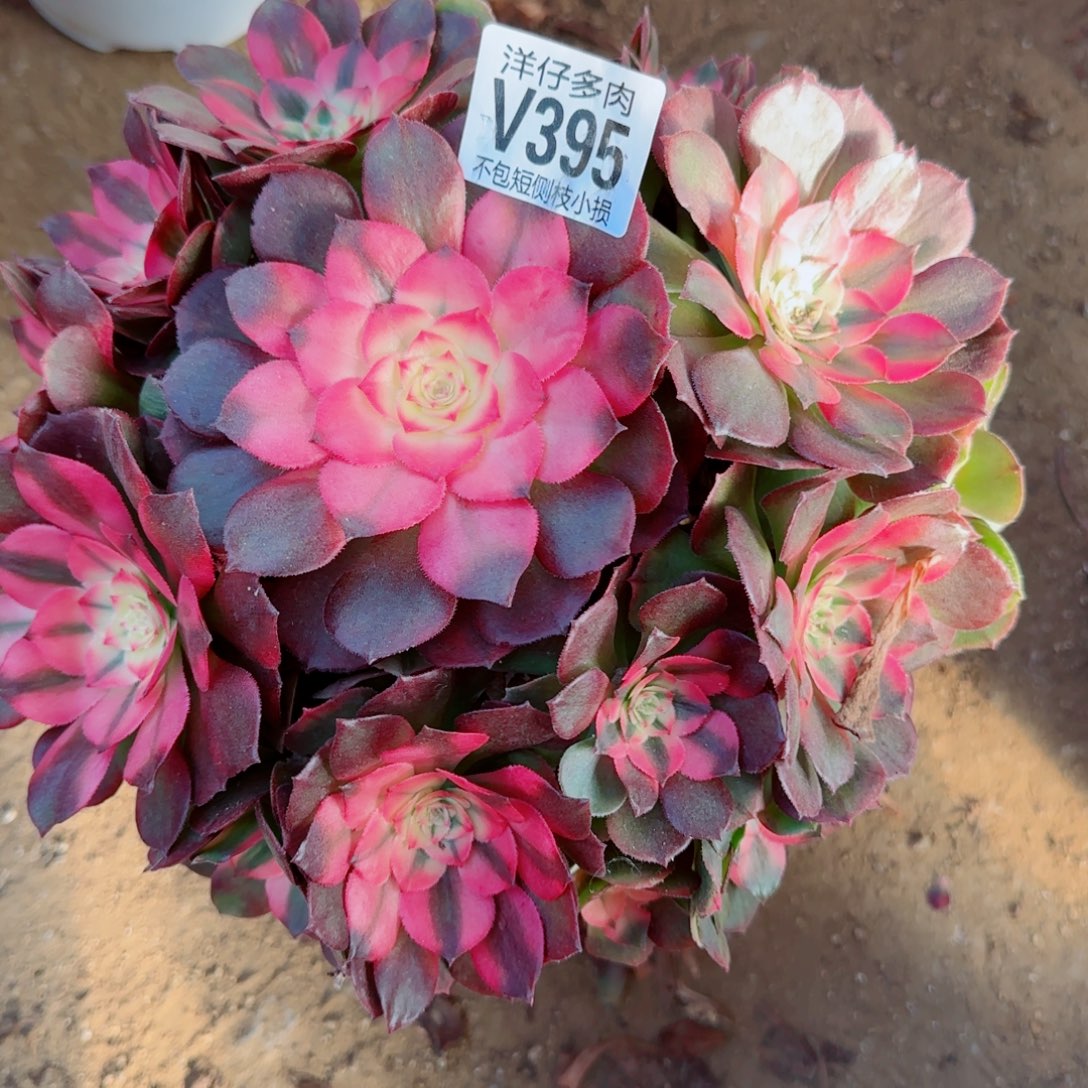 荔枝法师395冠幅25