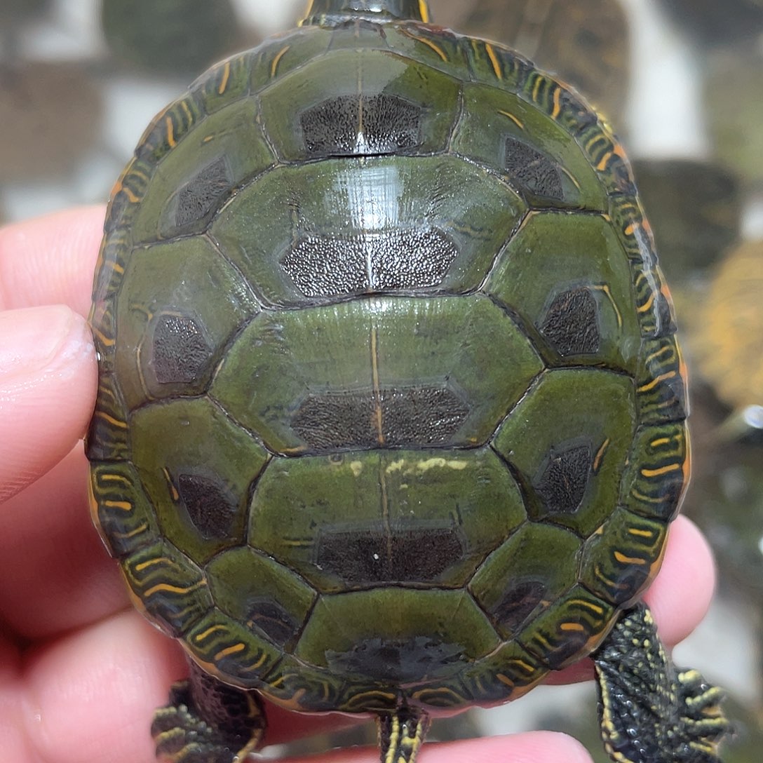 宠物龟不分公母西锦